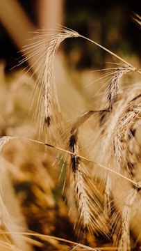 Golden stalks of wheat sway gently in the sunlight, their delicate awns catching the light and casting soft shadows. The field is lush with ripe grains ready for harvest, exuding a sense of abundance and natural beauty.