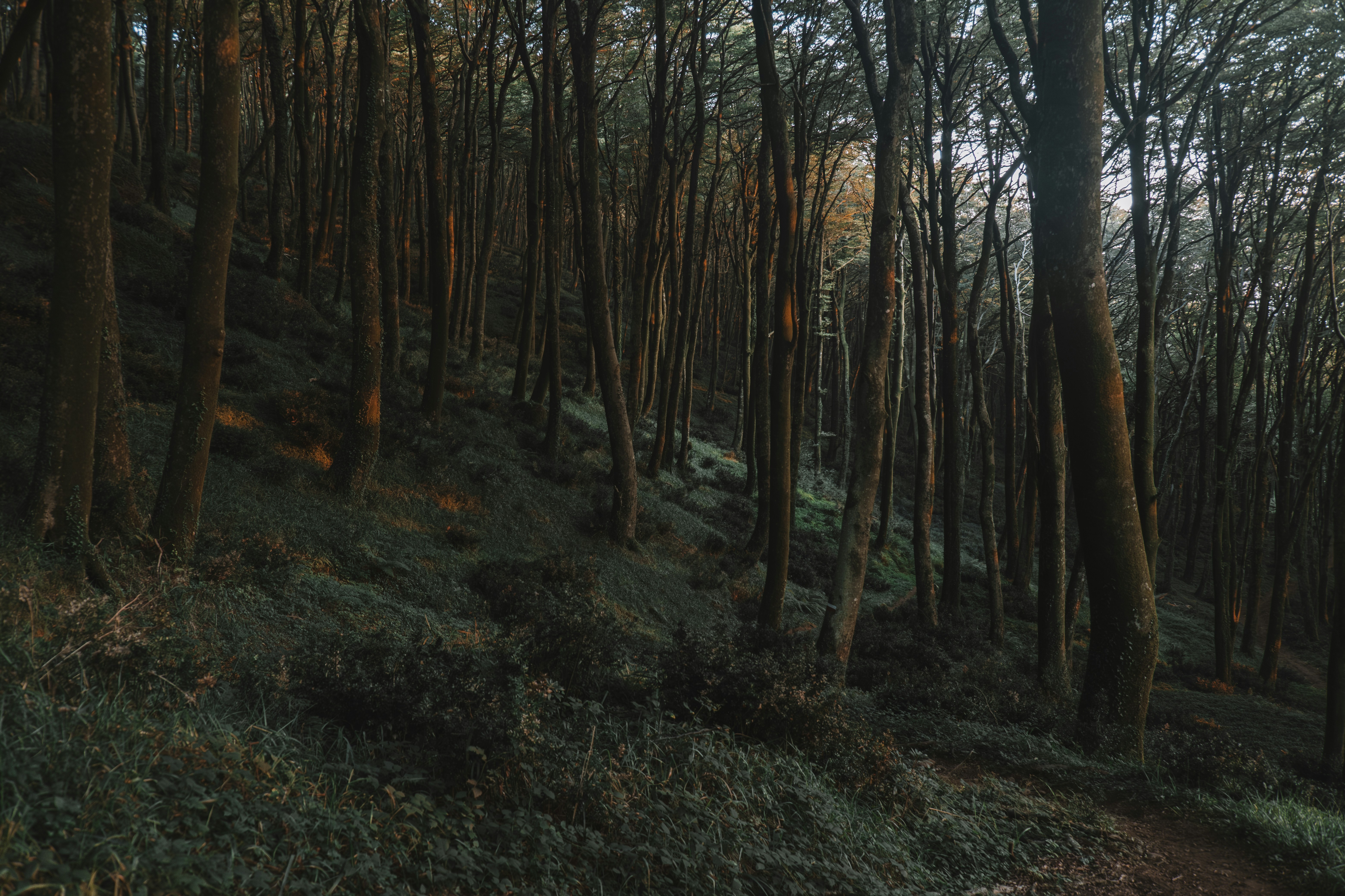 Photo by salvatoretonnara