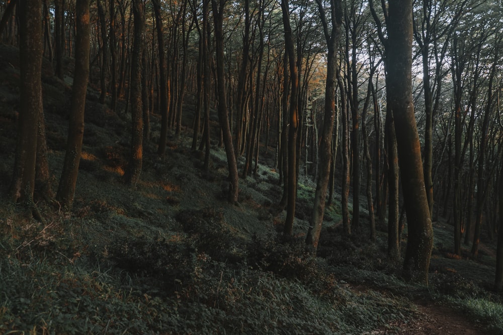 a forest filled with lots of tall trees