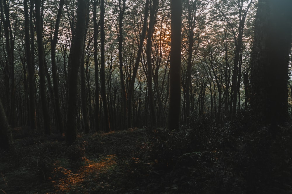 the sun is shining through the trees in the woods