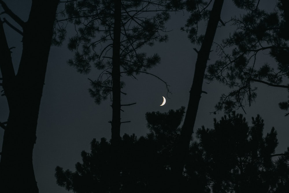 the moon is seen through the trees at night