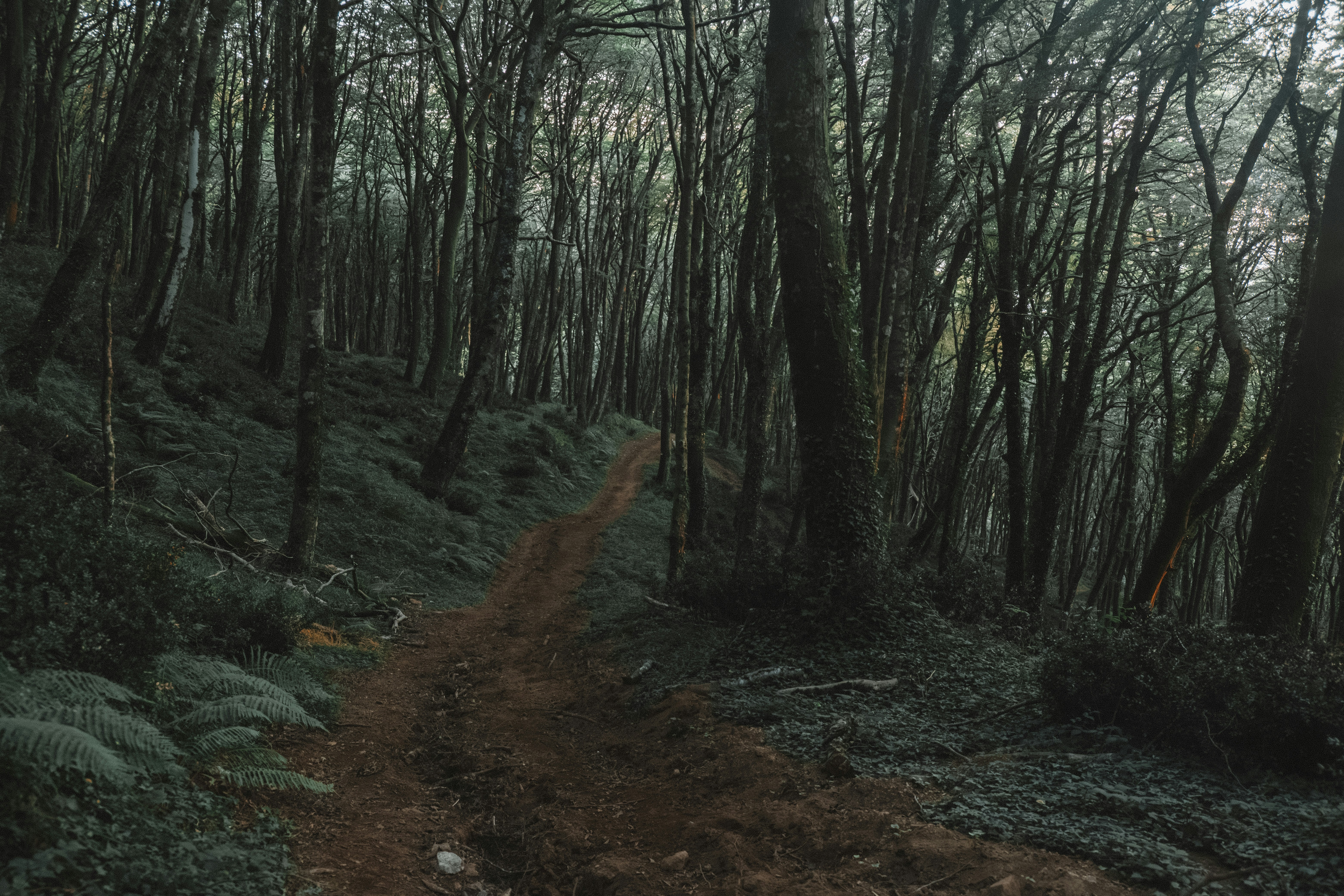 jalan tanah di tengah hutan