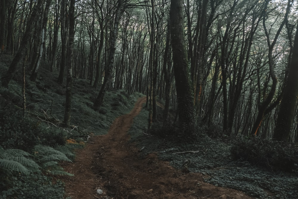 a dirt path in the middle of a forest