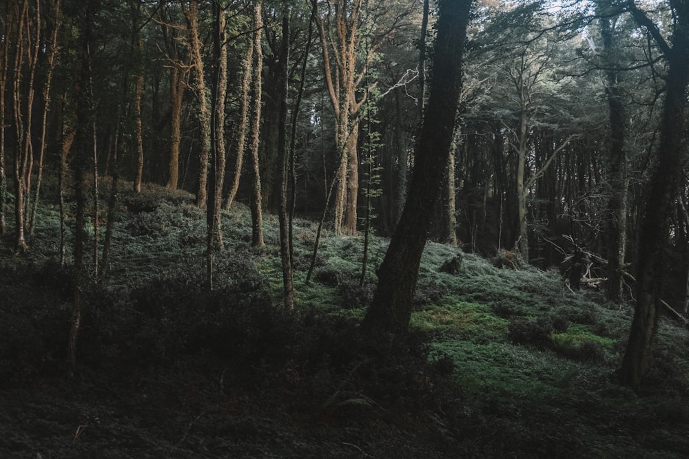 a forest filled with lots of tall trees