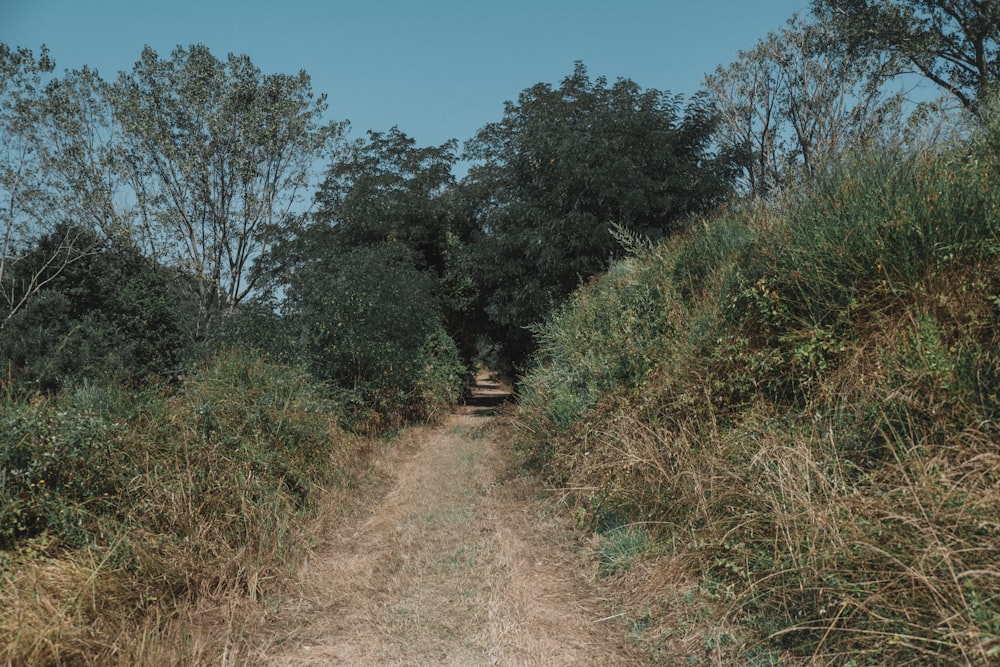 a dirt road surrounded by tall grass and trees