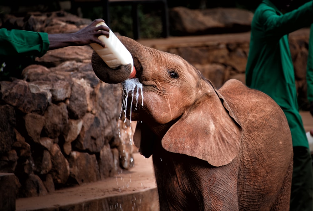 a baby elephant drinking milk from a bottle