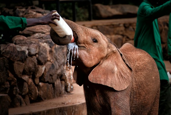 An orphaned elephant fed by a keeper at the Sheldrick nursery — Nairobi, Kenya