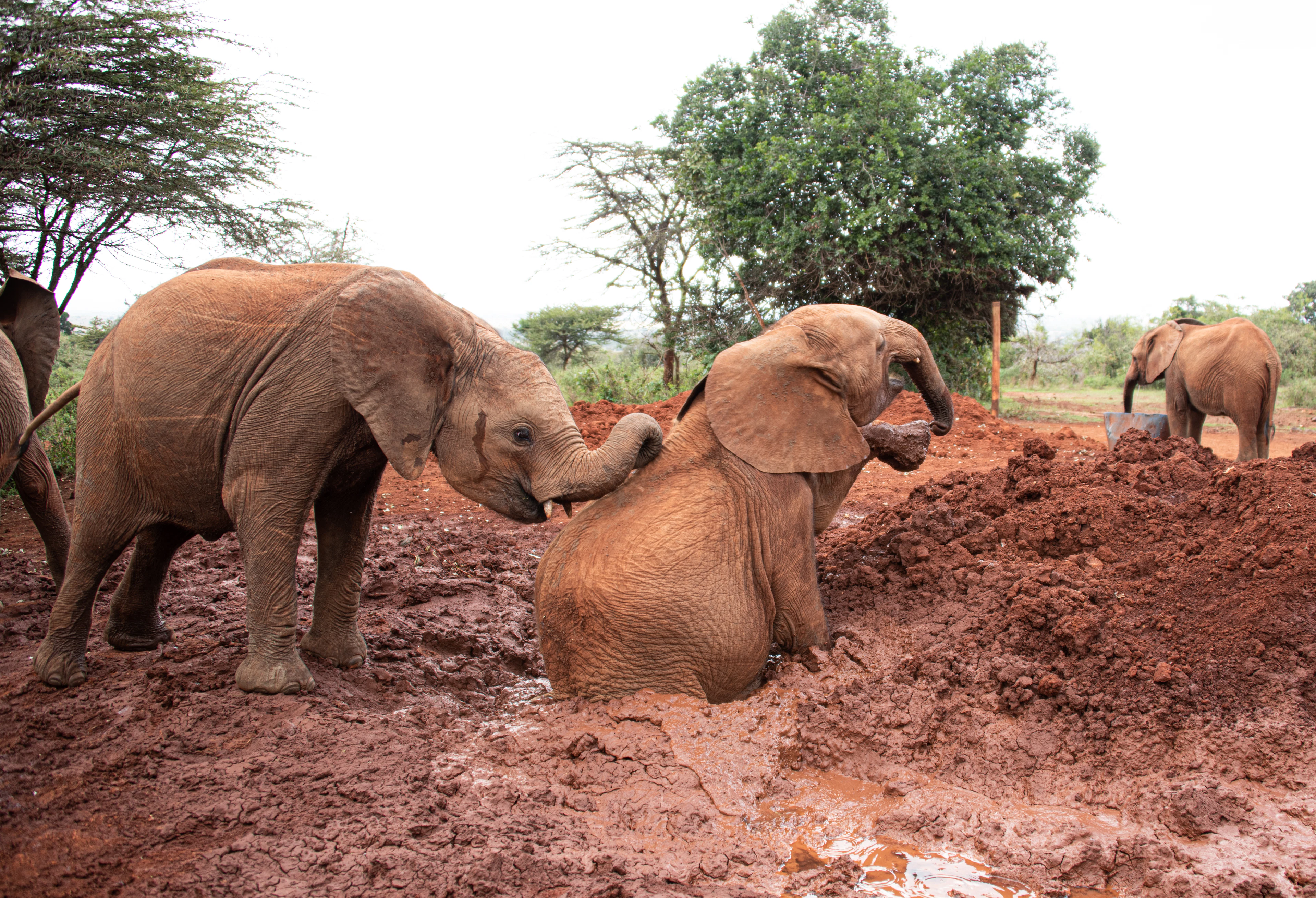 Young orphaned elephants playing in red mud at the Sheldrick Trust nursery in Nairobi