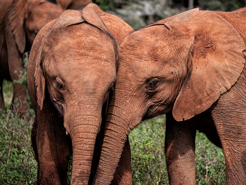 a couple of elephants standing next to each other