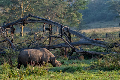 A close-up of a rhino calmly grazing in a lush green savanna under soft sunlight.