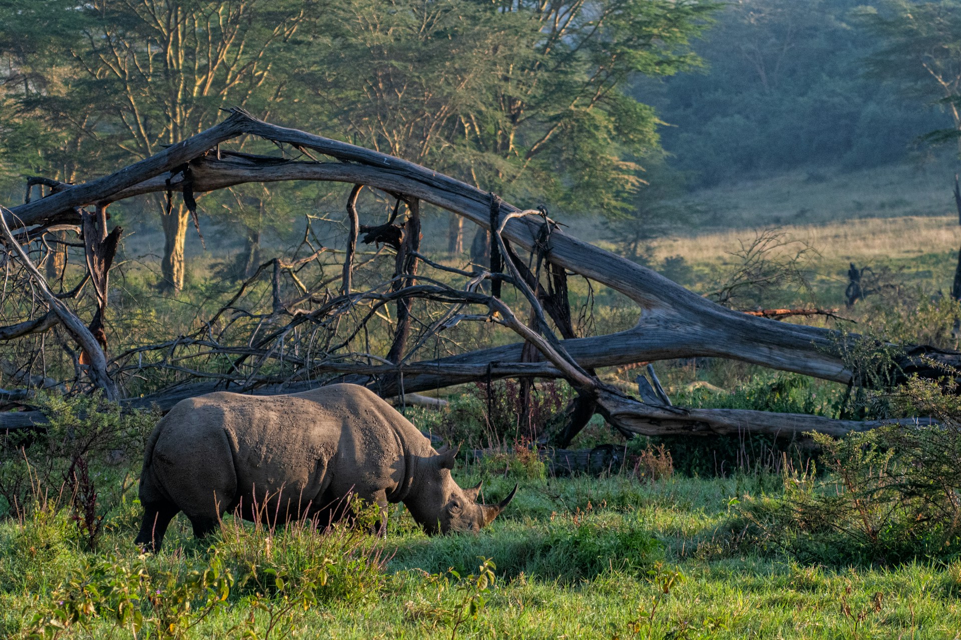 Close-up of a vibrant Javan rhinoceros grazing peacefully in the lush greenery of Ujungkulon.