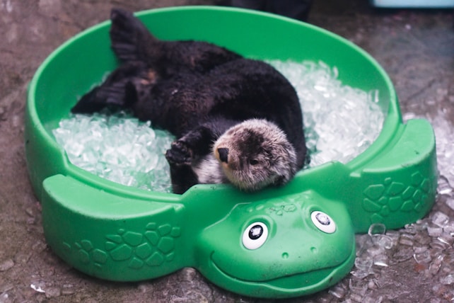 A sea otter is lying comfortably on a bed of ice within a green turtle-shaped container. The scene is set on a wet surface, with small pieces of ice scattered around the container. The otter's fur appears dark and slightly damp, while the decorative turtle container has cartoon-like eyes.
