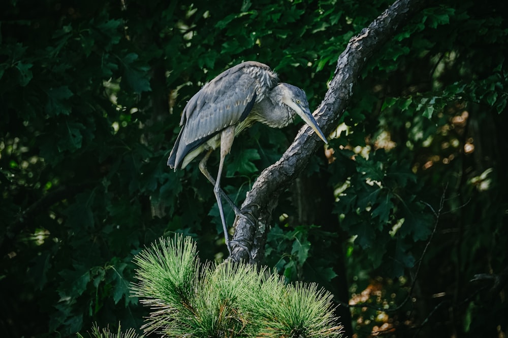 a large bird perched on top of a tree branch