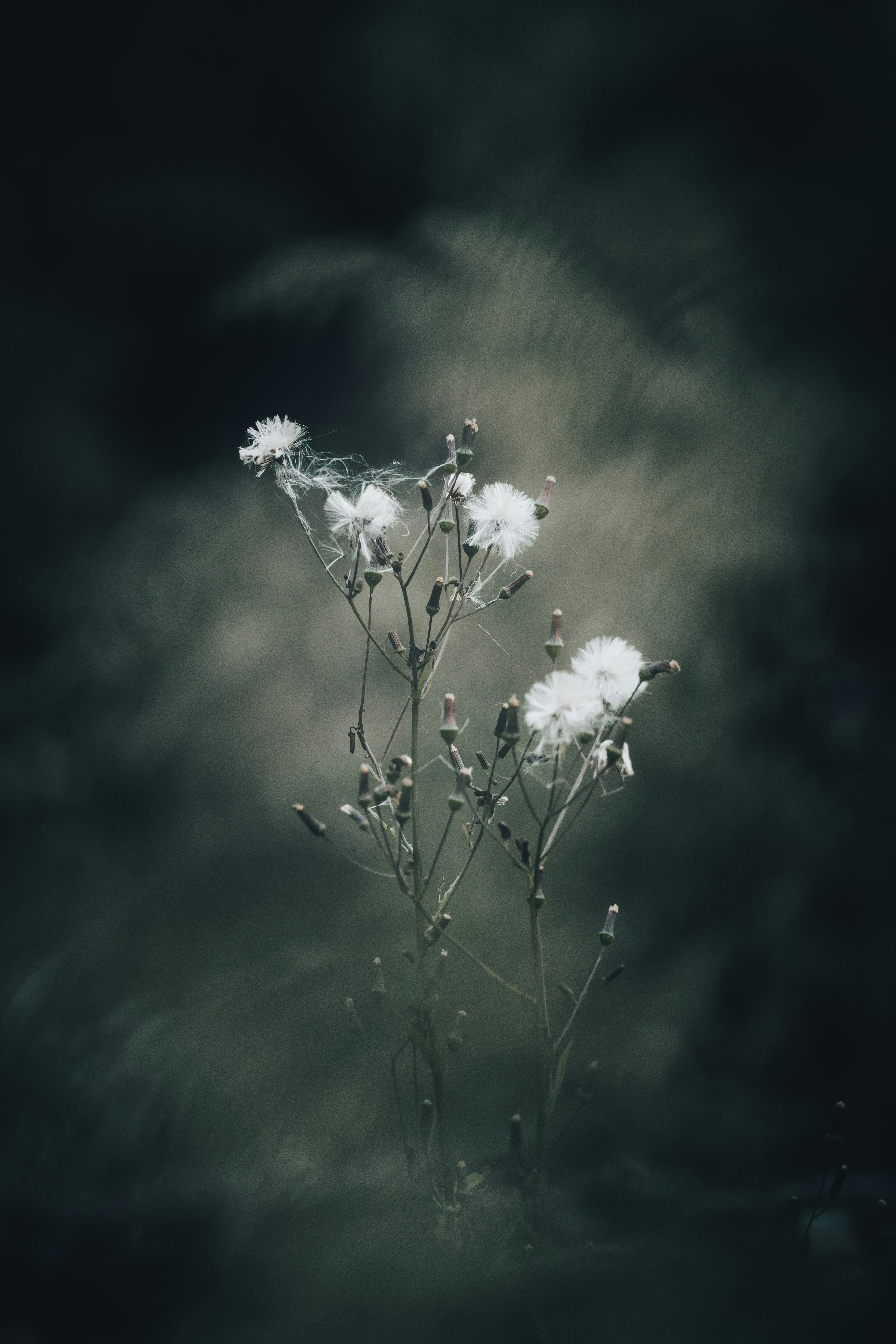Photo by sznl_dreamr