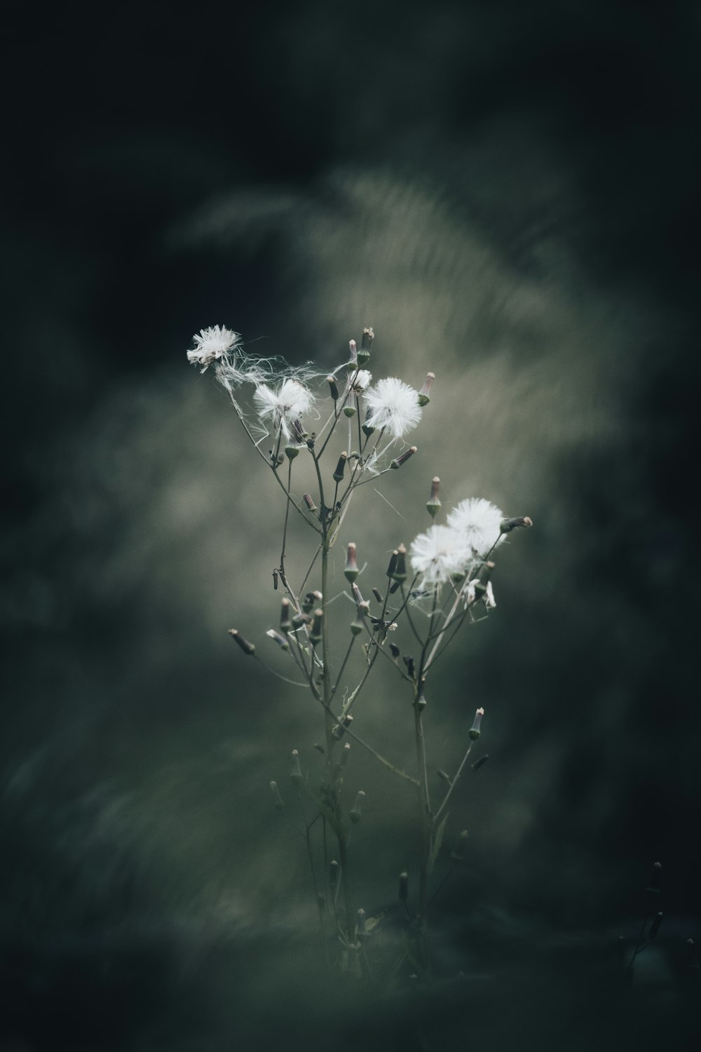 a black and white photo of a flower