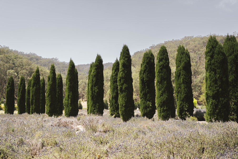 a row of trees in a field with a mountain in the background