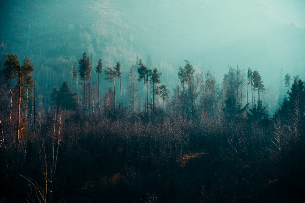 a forest filled with lots of tall trees