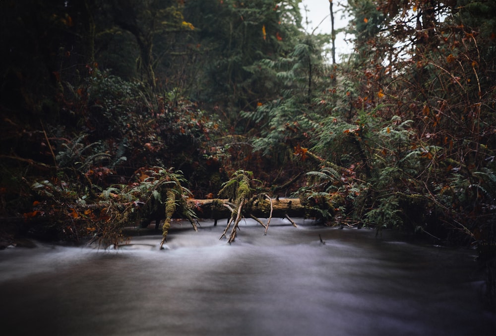 a stream running through a forest filled with trees