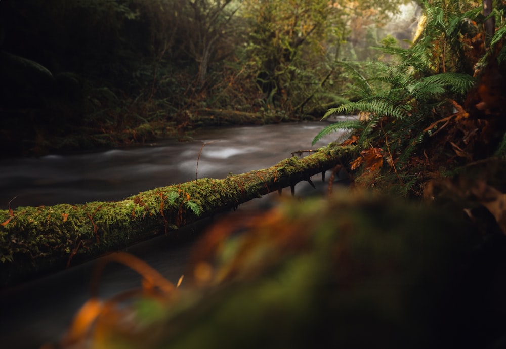 un ruisseau qui coule à travers une forêt verdoyante