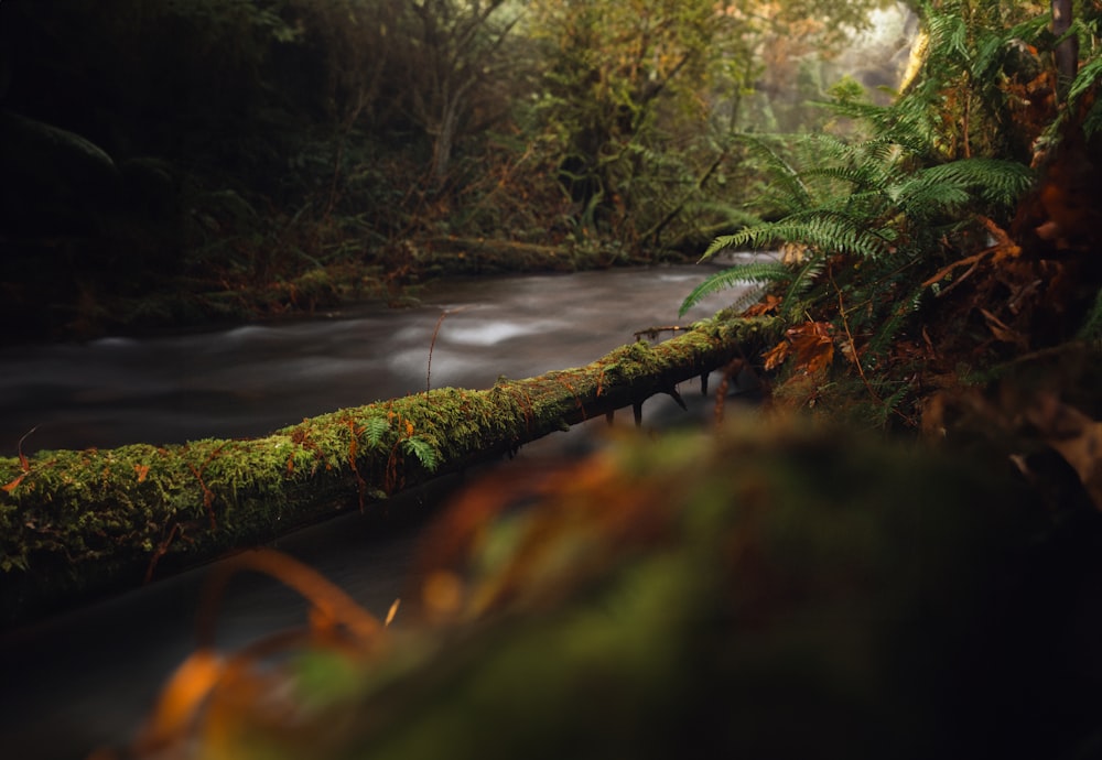 a stream running through a lush green forest