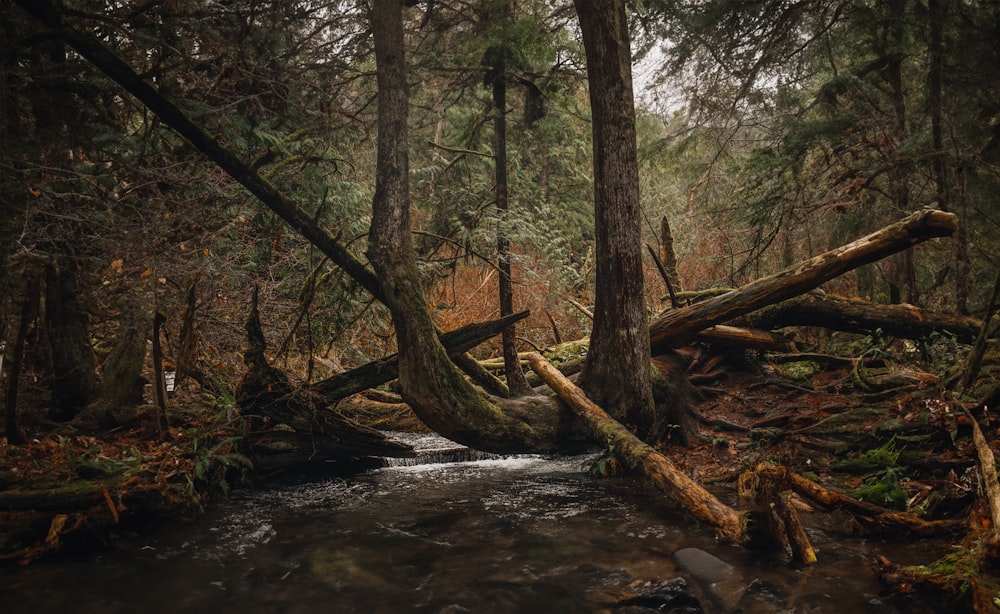 a stream running through a forest filled with trees