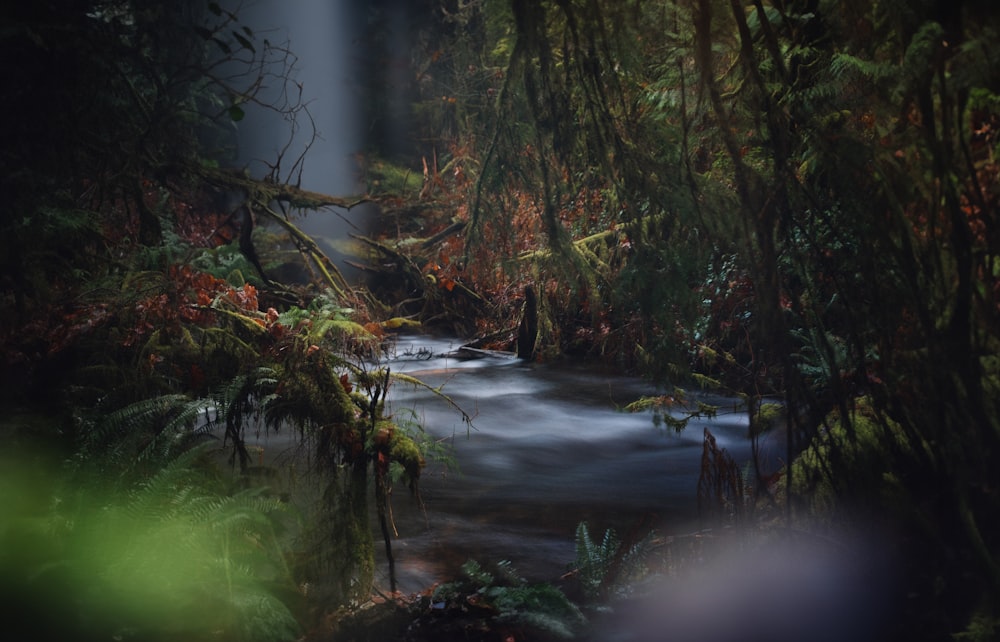 a stream running through a lush green forest