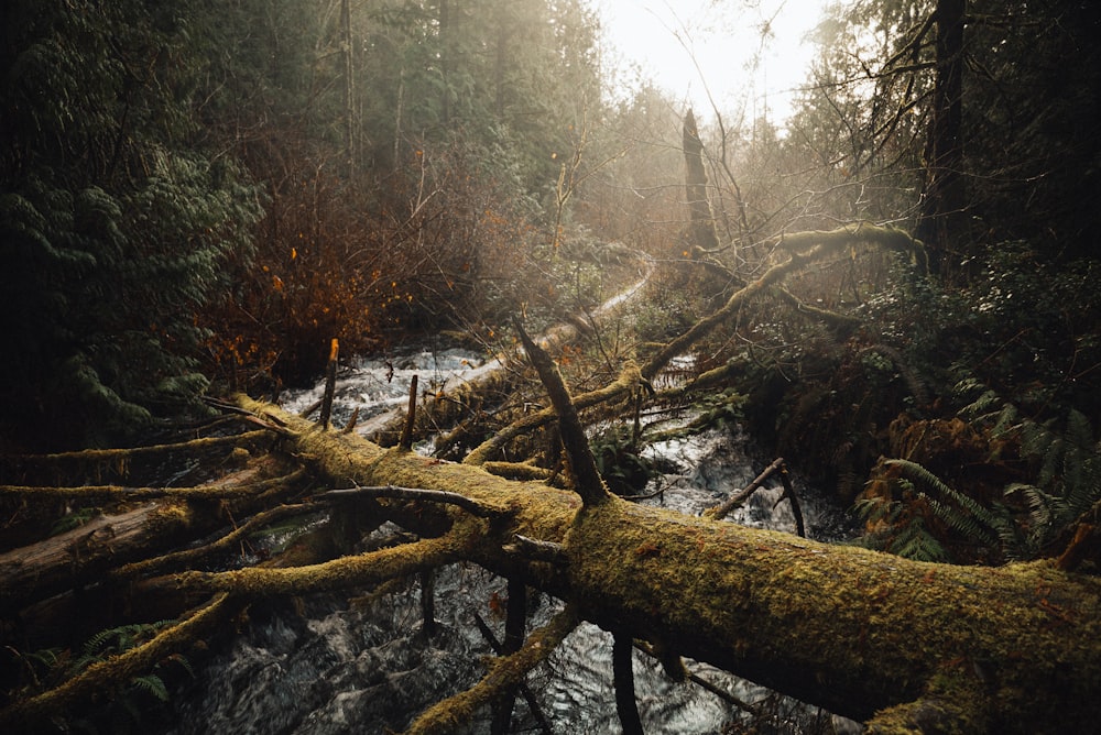 a fallen tree laying on top of a river