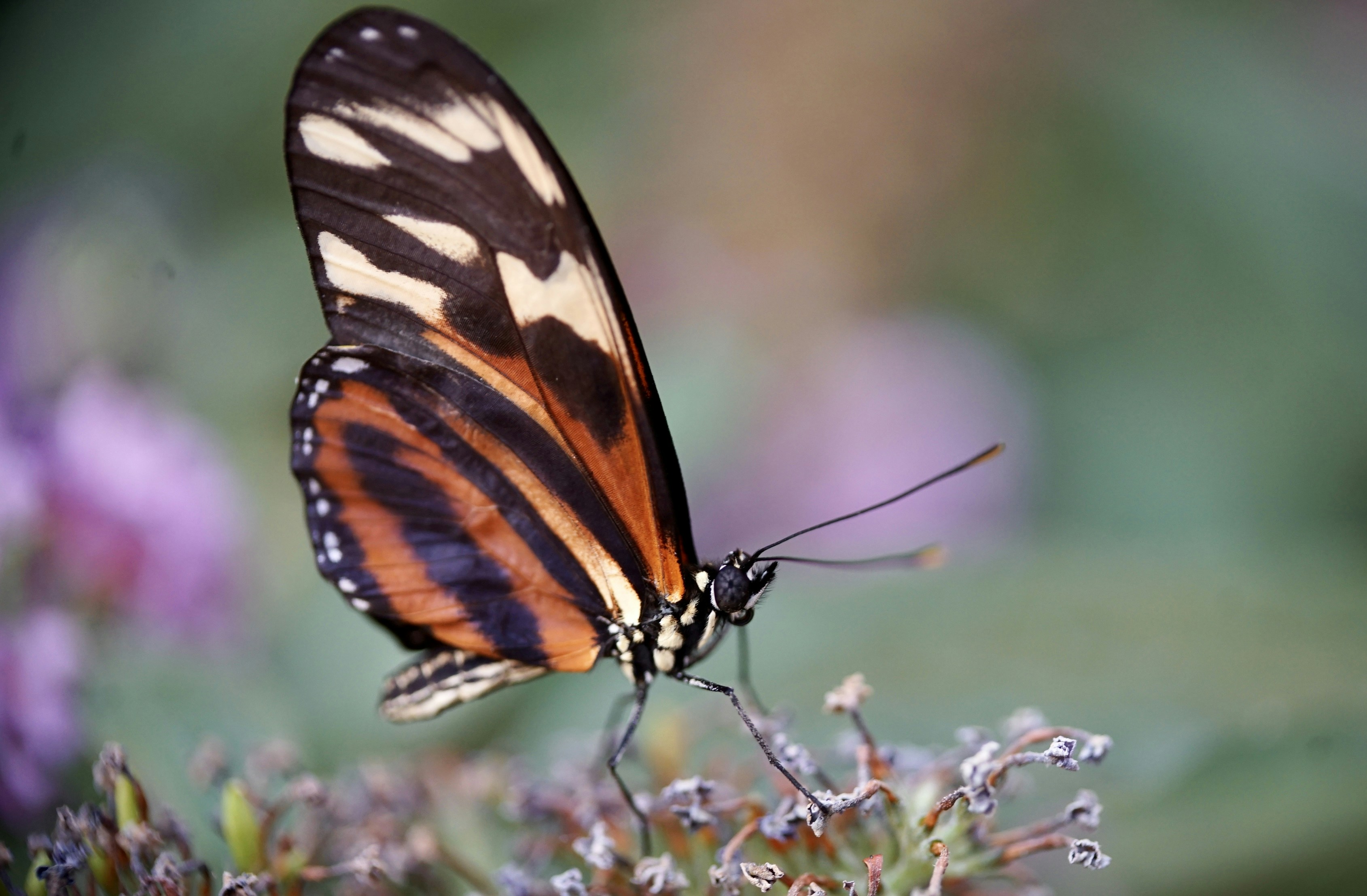 Photo by hannahslensphotography