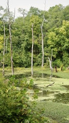 A lush restored wetland area showing thriving native plants and clean water.