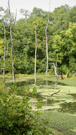 A vibrant African wetland with local community members planting trees along the lagoon shore.