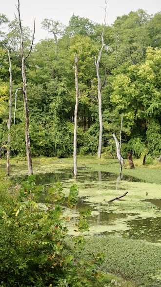 A restored wetland area bustling with birds and native plants.