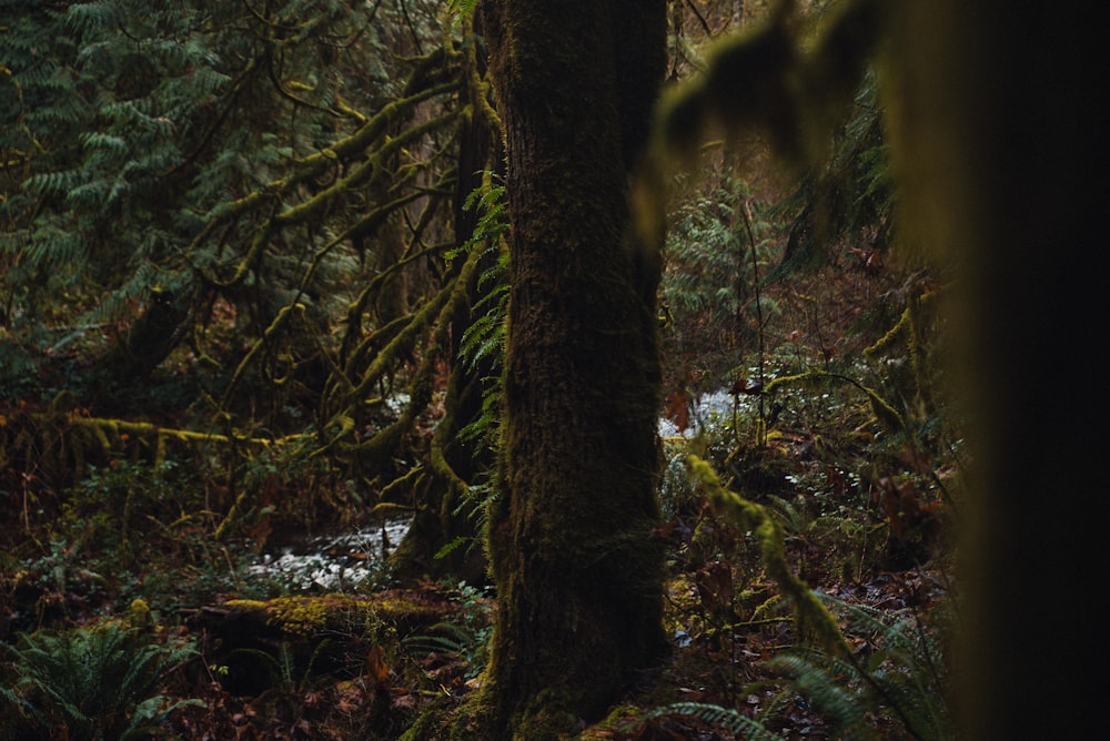 a forest filled with lots of trees covered in moss