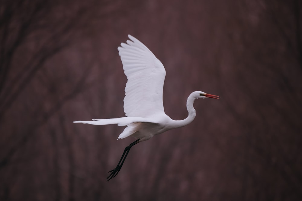 a large white bird flying through the air