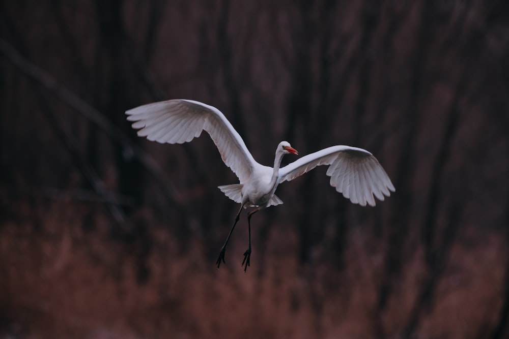 a large white bird flying through a forest