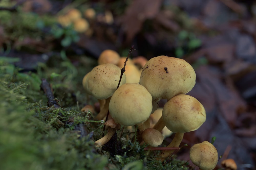 a group of mushrooms growing on a mossy surface