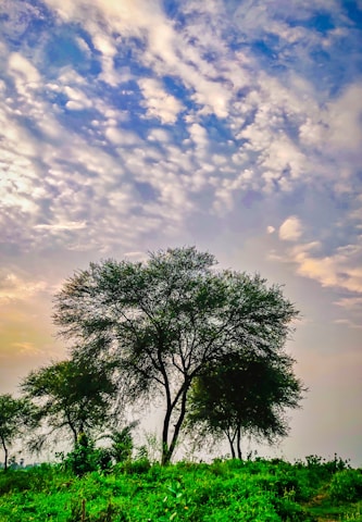 A serene nature landscape symbolizing growth and leadership.