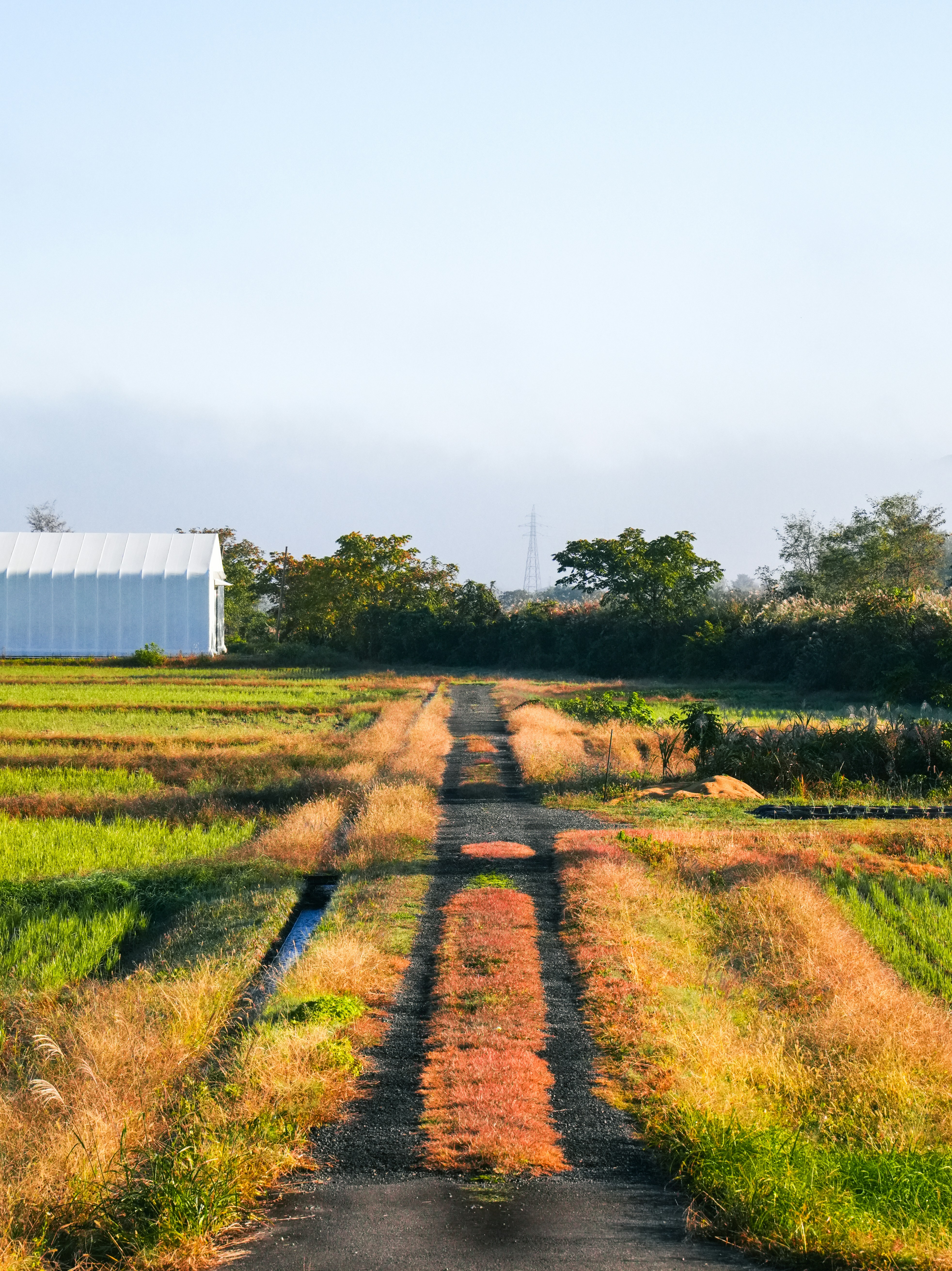 a dirt road in the middle of a field