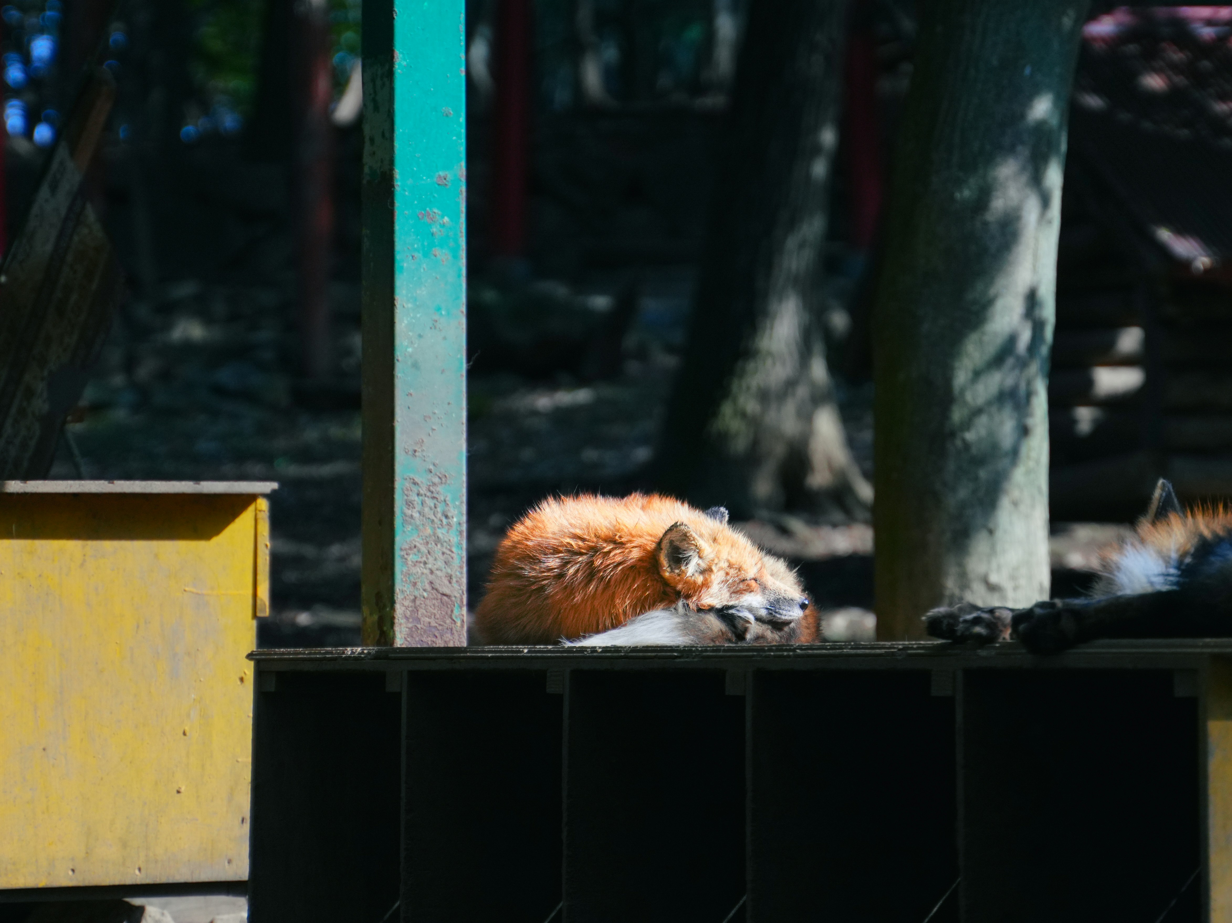 a cat that is laying down on the ground