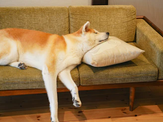 A chic dog wearing a sleek olive green collar, lounging gracefully in a sunlit modern living room.