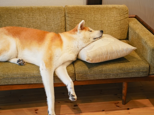 A friendly dog resting peacefully in a green and white cozy kennel.