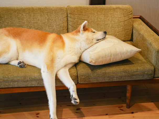 A chic dog wearing a sleek olive green collar, lounging gracefully in a sunlit modern living room.