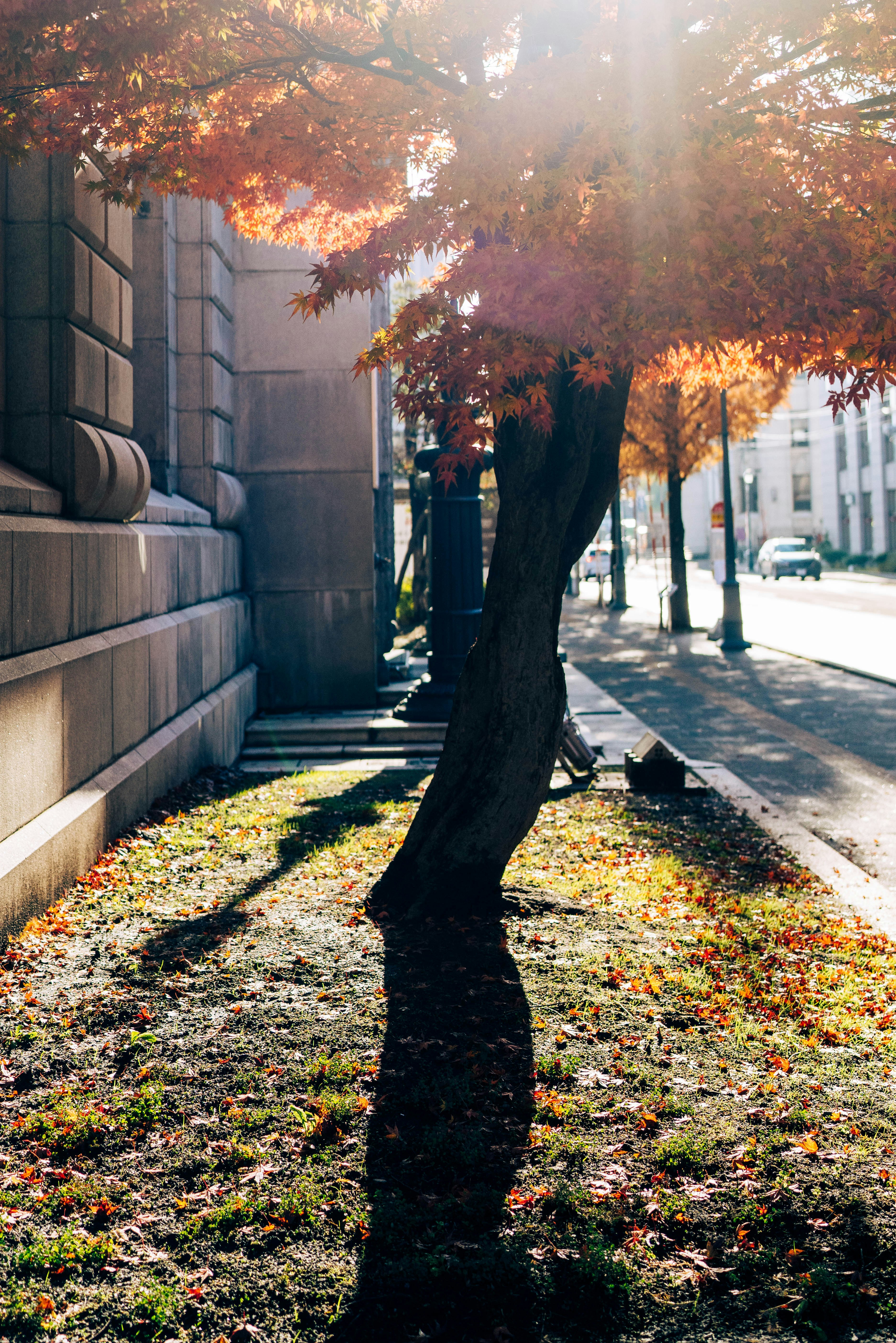 the shadow of a tree on the ground