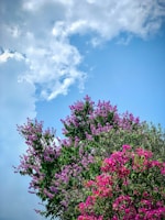 Colorful scene showing Lírio and friends under a coral-colored sky surrounded by blooming flowers.