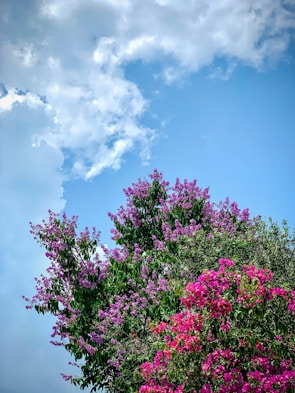 Colorful scene showing Lírio and friends under a coral-colored sky surrounded by blooming flowers.