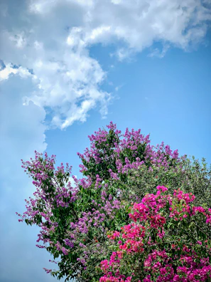 A vibrant pink animated scene of girls with fancy shopping bags smiling under a sunny sky.