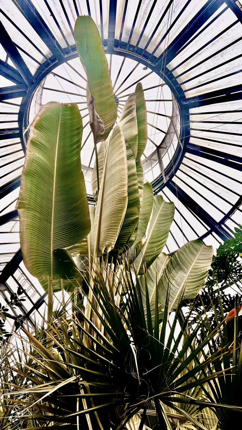 a palm tree inside of a glass dome