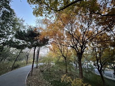 A trail winding through a vibrant forest in autumn colors.