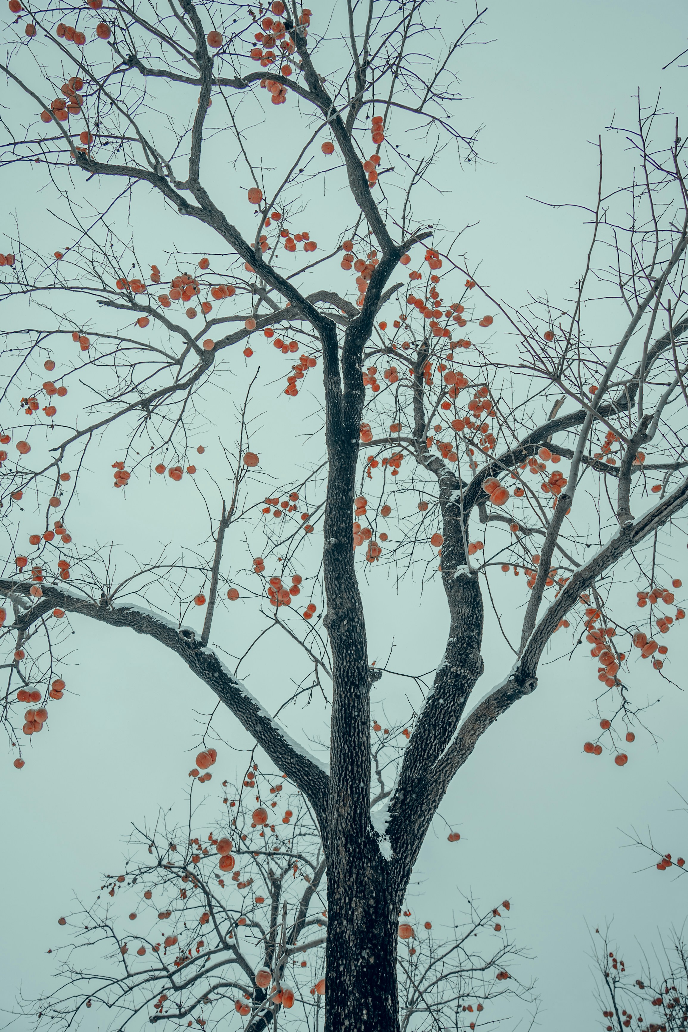 a tree with red leaves in the snow