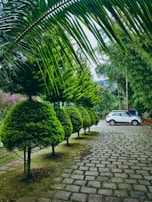 A freshly trimmed row of shrubs and small trees lining a residential driveway.