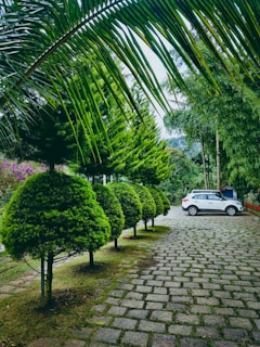 A freshly trimmed row of shrubs and small trees lining a residential driveway.